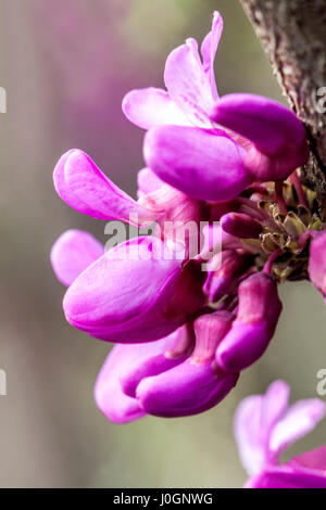 Cercis chinensis 'Avondale', redbud cinese, primo piano fiore rosa sul ramoscello Foto Stock