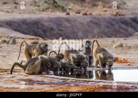 Chacma baboon nel parco nazionale di Kruger, Sud Africa ; Specie Papio ursinus famiglia dei Cercopithecidae Foto Stock