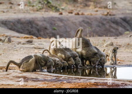 Chacma baboon nel parco nazionale di Kruger, Sud Africa ; Specie Papio ursinus famiglia dei Cercopithecidae Foto Stock