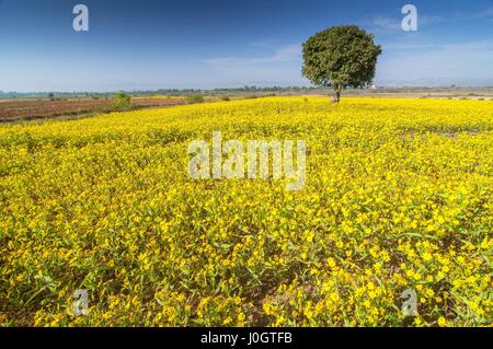 Giallo fiore di sesamo campi e albero vicino a Lago Inle in Myanmar. Foto Stock