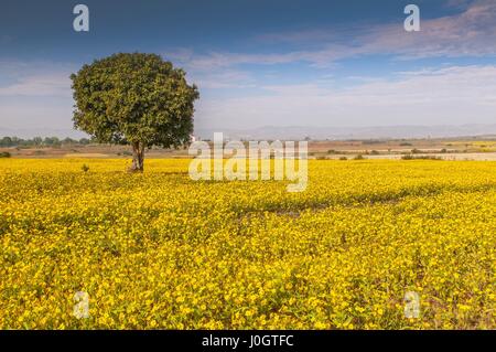 Giallo fiore di sesamo campi e albero vicino a Lago Inle in Myanmar Foto Stock