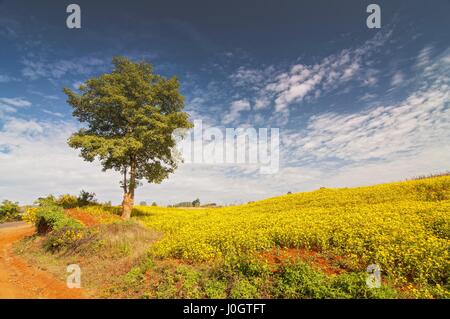 Giallo fiore di sesamo campi e albero vicino a Lago Inle in Myanmar Foto Stock