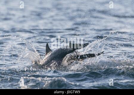 I Delfini, Trincomalee, Sri Lanka Foto Stock