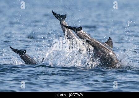 I Delfini, Trincomalee, Sri Lanka Foto Stock