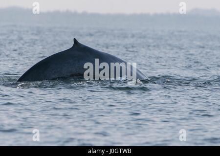 Il Capodoglio (Physeter macrocephalus) o cachalot, Trincomalee, Sri Lanka Foto Stock