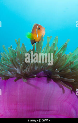 Maldive, Anemonefish Amphiprion nigripes, Felidhu Atoll, Maldive Foto Stock