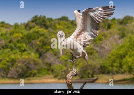 Spot-fatturati pellicano o Pellicano grigio (Pelecanus philippensis), Yala National patk, Sri Lanka Foto Stock