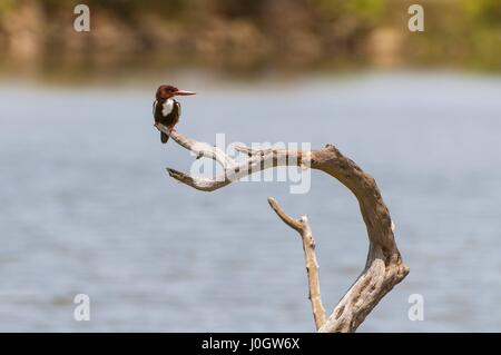 Bianco-throated Kingfisher (Halcyon smyrnensis) si siede sul legno in Yala National Park, Sri Lanka, Asia Foto Stock