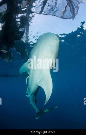 Squalo Balena sotto la piattaforma di pesca, Rhincodon typus, Cenderawasih Bay, Papua occidentale, in Indonesia Foto Stock