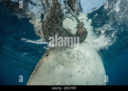 Squalo Balena sotto la piattaforma di pesca, Rhincodon typus, Cenderawasih Bay, Papua occidentale, in Indonesia Foto Stock