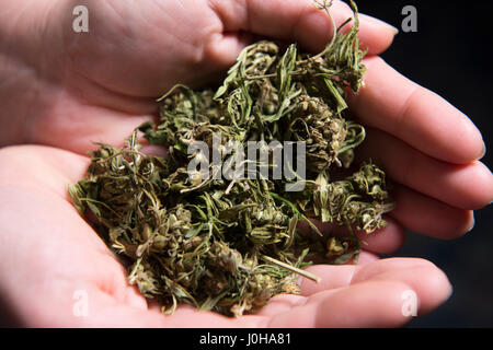 Berlino, Germania. Xii Apr, 2016. Una donna di mani a tazza riempita con la cannabis a una conferenza di cannabis a Berlino, Germania, 12 aprile 2016. Foto: Paolo Zinken/dpa/Alamy Live News Foto Stock