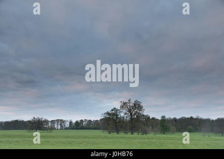 Stamford, Regno Unito. Xiv Apr, 2017. Stamford, Lincolnshire, Regno Unito. Venerdì 14 Aprile 2017. Regno Unito: meteo nuvoloso iniziano a buon venerdì e il weekend di Pasqua. Ulteriori cloud con le magie di sole è previsto. Pecore al pascolo in un parco all'alba Credito: WansfordPhoto/Alamy Live News Foto Stock