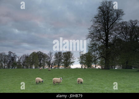 Peterborough, Regno Unito. Xiv Apr, 2017. Stamford, Lincolnshire, Regno Unito. Venerdì 14 Aprile 2017. Regno Unito: meteo nuvoloso iniziano a buon venerdì e il weekend di Pasqua. Ulteriori cloud con le magie di sole è previsto. Pecore al pascolo in un parco all'alba Credito: WansfordPhoto/Alamy Live News Foto Stock