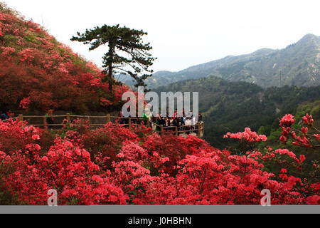 Wuhan, Wuhan, Cina. 3 apr, 2017. Wuhan, Cina-3 aprile 2017: (solo uso editoriale. Cina OUT).Rododendro fiorisce in montagna Yunwu a Wuhan, Cina centrale della provincia di Hubei, 3 aprile 2017, attirando numerosi visitatori. Credito: SIPA Asia/ZUMA filo/Alamy Live News Foto Stock