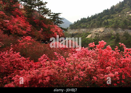 Wuhan, Wuhan, Cina. 3 apr, 2017. Wuhan, Cina-3 aprile 2017: (solo uso editoriale. Cina OUT).Rododendro fiorisce in montagna Yunwu a Wuhan, Cina centrale della provincia di Hubei, 3 aprile 2017, attirando numerosi visitatori. Credito: SIPA Asia/ZUMA filo/Alamy Live News Foto Stock