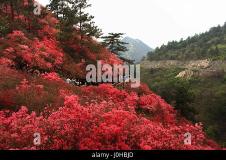 Wuhan, Wuhan, Cina. 3 apr, 2017. Wuhan, Cina-3 aprile 2017: (solo uso editoriale. Cina OUT).Rododendro fiorisce in montagna Yunwu a Wuhan, Cina centrale della provincia di Hubei, 3 aprile 2017, attirando numerosi visitatori. Credito: SIPA Asia/ZUMA filo/Alamy Live News Foto Stock