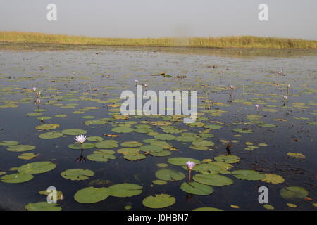 Nyal, Sud Sudan. 28 Mar, 2017. Water Lilies nelle paludi del Nilo Bianco fiume nei pressi di Nyal, sud Sudan, 28 marzo 2017. La zona si trova a sud dello Stato sudanese di unità, la regione più colpita dalla carestia nel paese. Foto: Jürgen Bätz/dpa/Alamy Live News Foto Stock