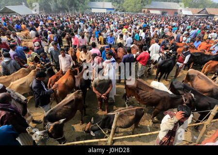 Una folla si raduna intorno a capi venduti a 'Baishmouja Haat' sulle rive del fiume Meghna al di Brahmanbaria Nabinagar Upazila. Bangladesh Foto Stock