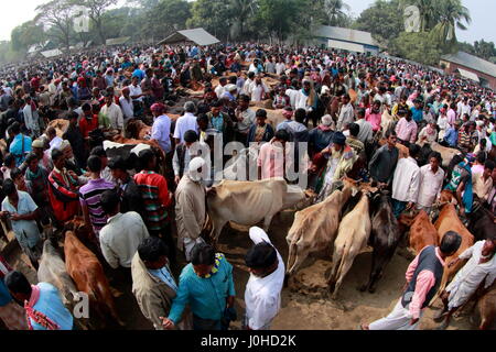 Una folla si raduna intorno a capi venduti a 'Baishmouja Haat' sulle rive del fiume Meghna al di Brahmanbaria Nabinagar Upazila. Bangladesh Foto Stock