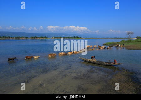 Bovini di attraversare una palude all'interno del Tanguar Haor, Sunamganj,Bangladesh. Foto Stock
