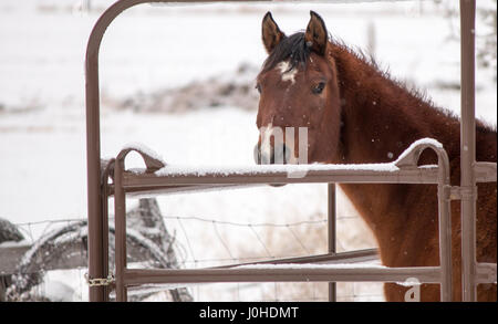 Un cavallo guarda oltre un recinto di paddock come la neve cade in una scena d'inverno. Foto Stock