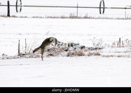 Un coyote pounces sulla sua preda ignari attraverso la neve d'inverno. Foto Stock