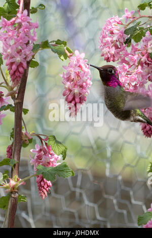 Un Anna's hummingbird feed da una fioritura rossa boccola corrente Foto Stock
