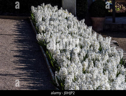 Giacinto bianco fioritura delle piante al di fuori Foto Stock
