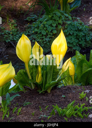 Giallo Skunk cavolo piante (Lysichiton americanus) Piante invasive Foto Stock