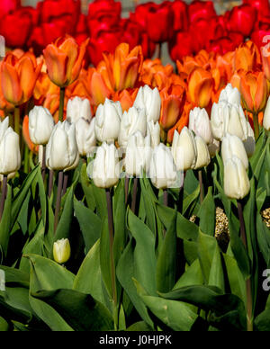 Bianco, arancione e tulipani rossi nella primavera del letto di fiori all'aperto Foto Stock