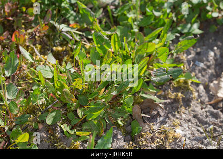 Sauerampfer, Wiesen-Sauerampfer, Sauer-Ampfer, Großer Sauerampfer, Ampfer, junge, zarte Blätter im Frühjahr, Blatt, Jungpflanze, Rumex acetosa, comune Foto Stock