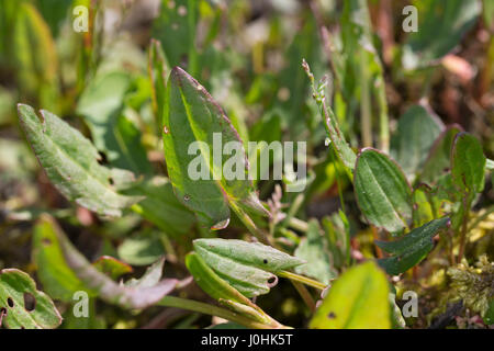 Sauerampfer, Wiesen-Sauerampfer, Sauer-Ampfer, Großer Sauerampfer, Ampfer, junge, zarte Blätter im Frühjahr, Blatt, Jungpflanze, Rumex acetosa, comune Foto Stock