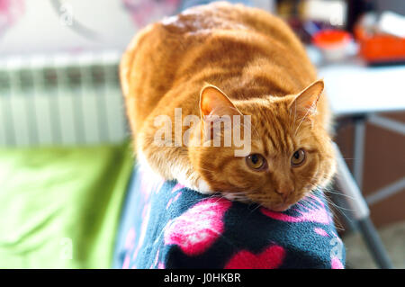 Gatto, rosso, home, morbida carezza, amore, schiacciare Foto Stock