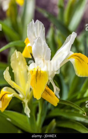Mais-lasciato Juno Iris bucharica Foto Stock