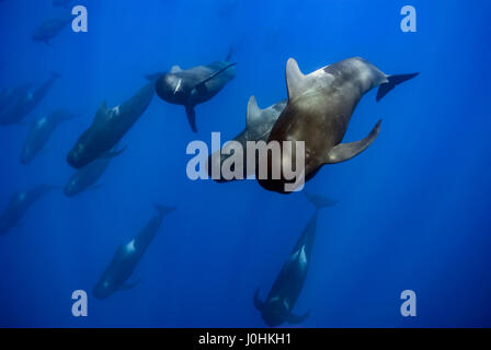 Pod di corto-alettato balene pilota (Globicephala macrorhynchus) Foto Stock