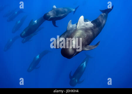 Pod di corto-alettato balene pilota (Globicephala macrorhynchus) Foto Stock