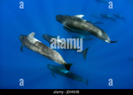 Pod di corto-alettato balene pilota (Globicephala macrorhynchus) Foto Stock