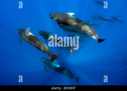 Pod di corto-alettato balene pilota (Globicephala macrorhynchus) Foto Stock