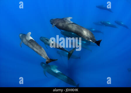 Pod di corto-alettato balene pilota (Globicephala macrorhynchus) Foto Stock