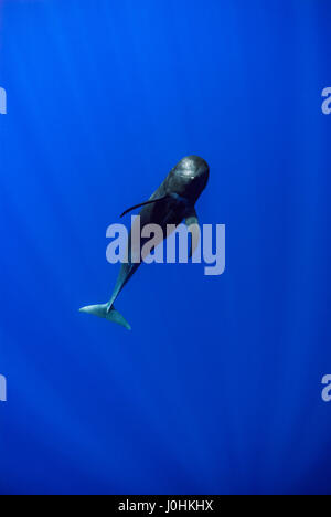 A breve alettato balene pilota (Globicephala macrorhynchus) Foto Stock