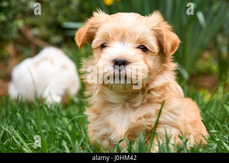 Havanese cucciolo seduto in erba guardando nella telecamera Foto Stock