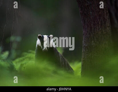 Badger Meles meles appena emerso da imp in una serata estiva nel giugno del Norfolk Foto Stock