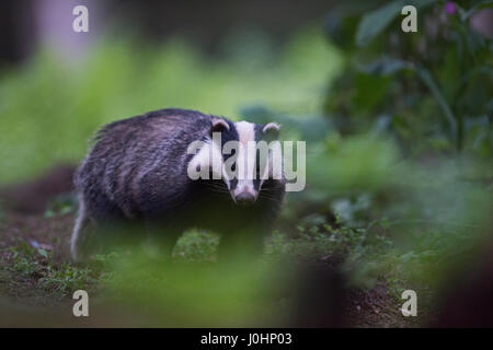 Badger Meles meles appena emerso da imp in una serata estiva nel giugno del Norfolk Foto Stock