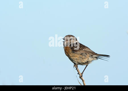 Stonechat Saxicola rubicola Weybourne femmina North Norfolk estate Foto Stock