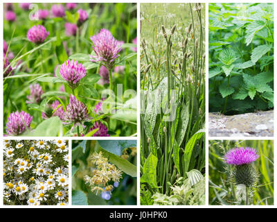 Collage con erbe officinali ed erbe selvatiche Foto Stock
