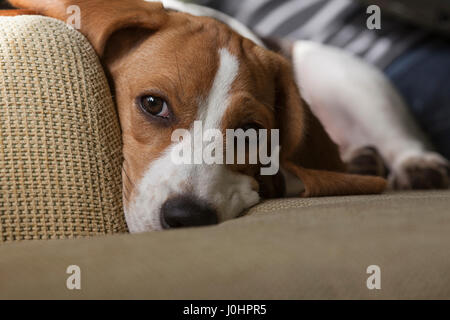 Giovani beagle posa sul divano e guardare nella telecamera. Immagine ravvicinata. Foto Stock