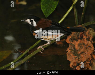 Asian Castagno massa sostenuta tordo (Geokichla dohertyi, Zoothera dohertyi), nativo dell'Indonesian Sunda islands Foto Stock