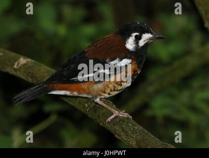 Asian Castagno massa sostenuta tordo (Geokichla dohertyi, Zoothera dohertyi), nativo dell'Indonesian Sunda islands Foto Stock