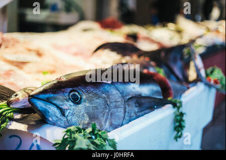 Pesce fresco di tonno in un secchio di ghiaccio in vendita al Rialto Food Market a Venezia, Italia Foto Stock
