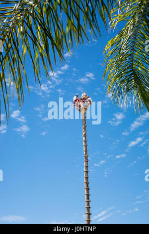 Danza de los Voladores (Danza dei volantini), o palo Volador (polo battenti), Chapala, Jalisco, Messico. Foto Stock